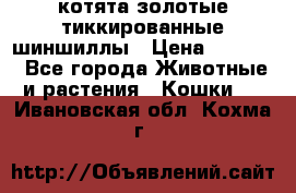 котята золотые тиккированные шиншиллы › Цена ­ 8 000 - Все города Животные и растения » Кошки   . Ивановская обл.,Кохма г.